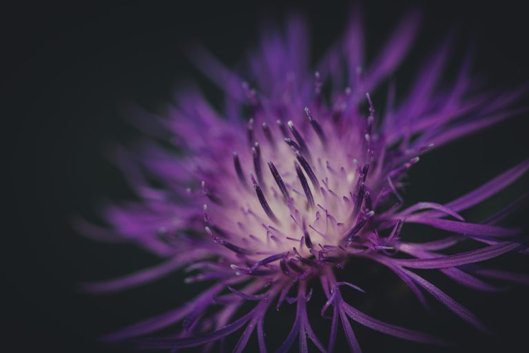 hercai episodul 12: momente cheie in intriga