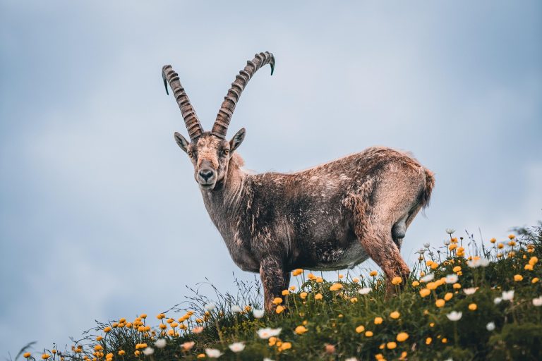 barbatul capricorn