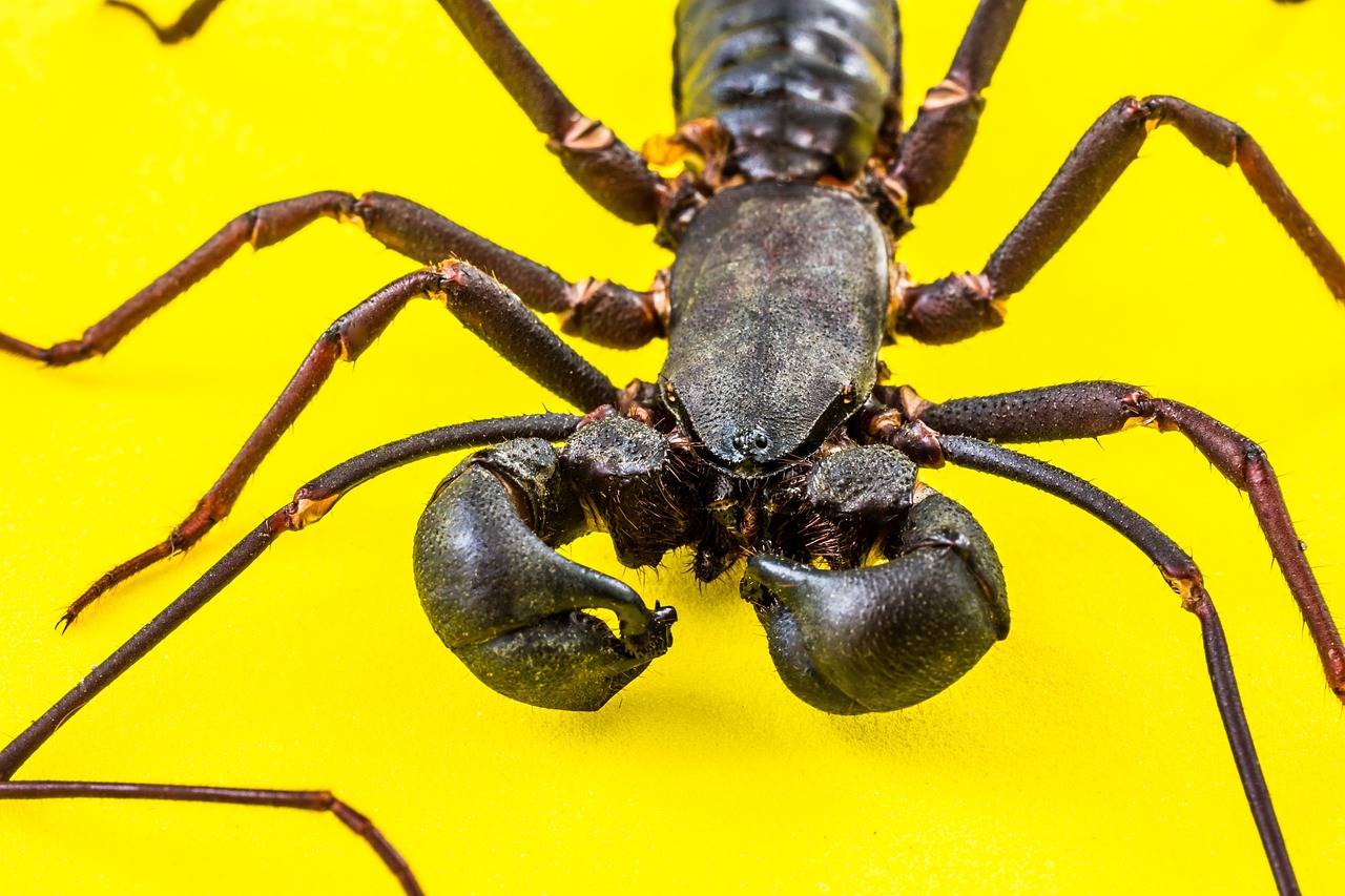barbatul scorpion