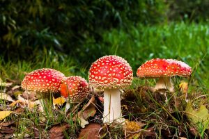 barbatul toxic in relatie
