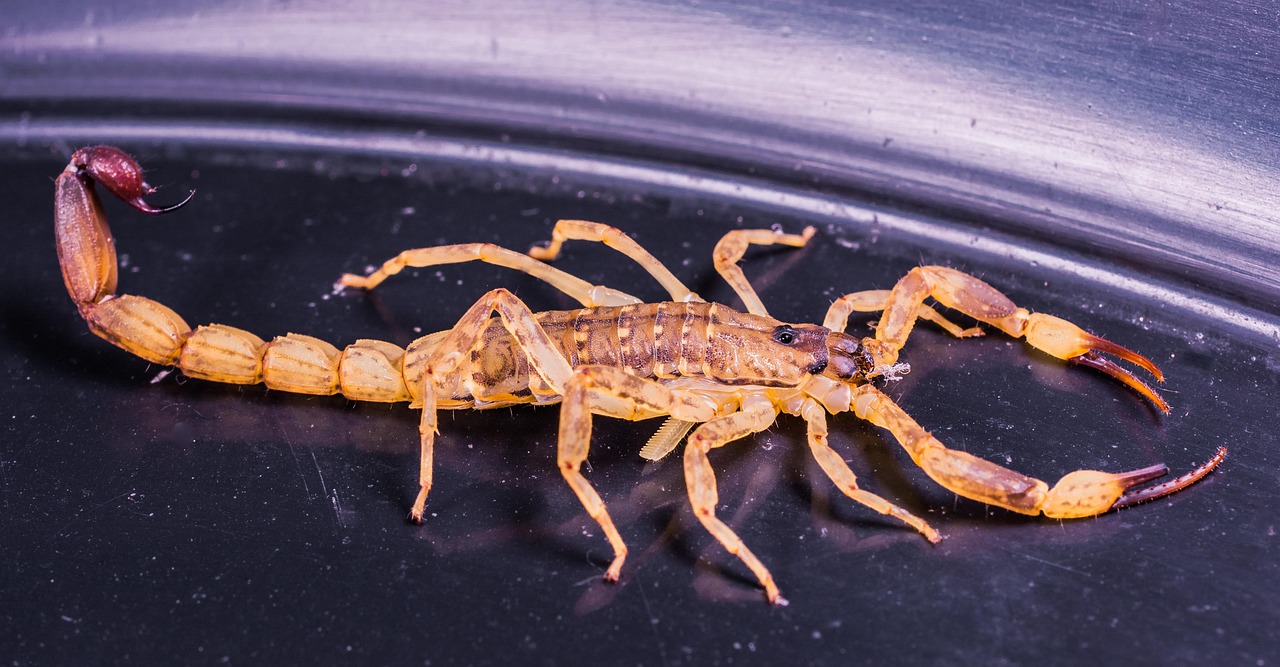 ce il atrage pe barbatul scorpion