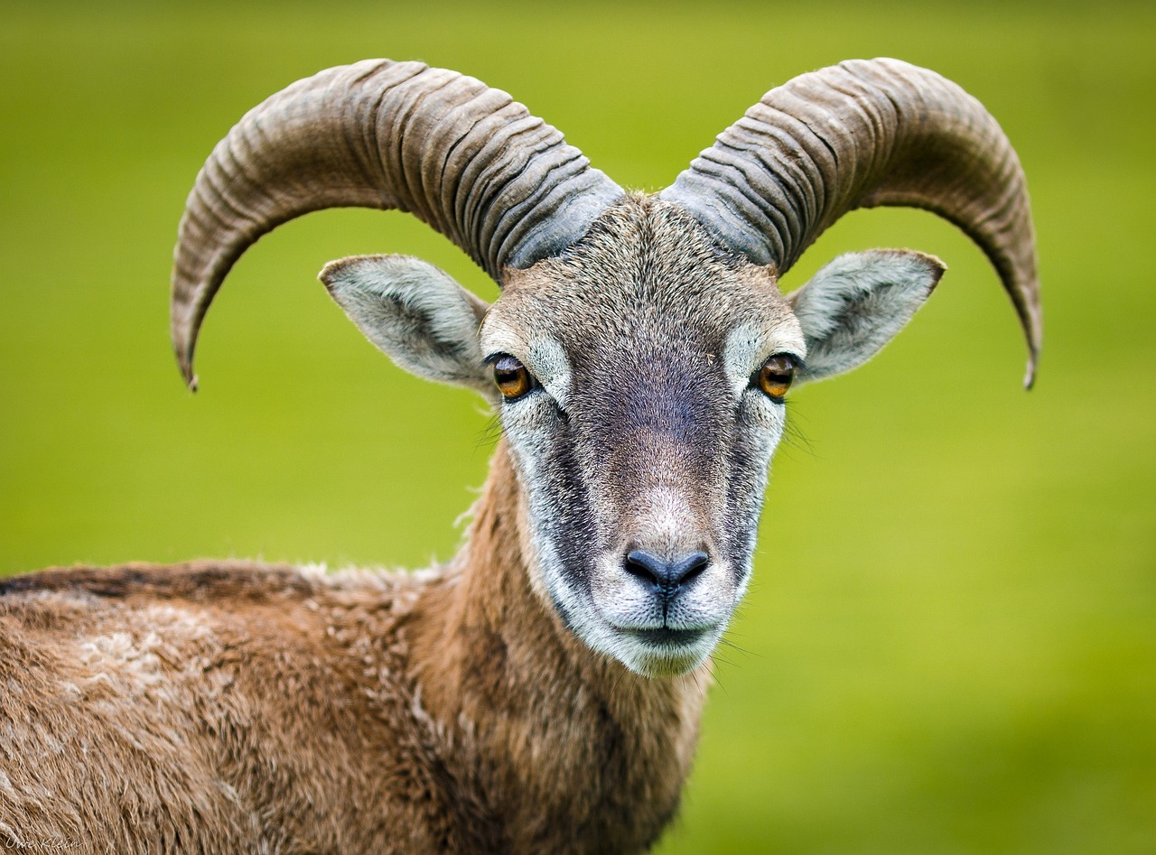 femeia perfecta pentru barbatul capricorn