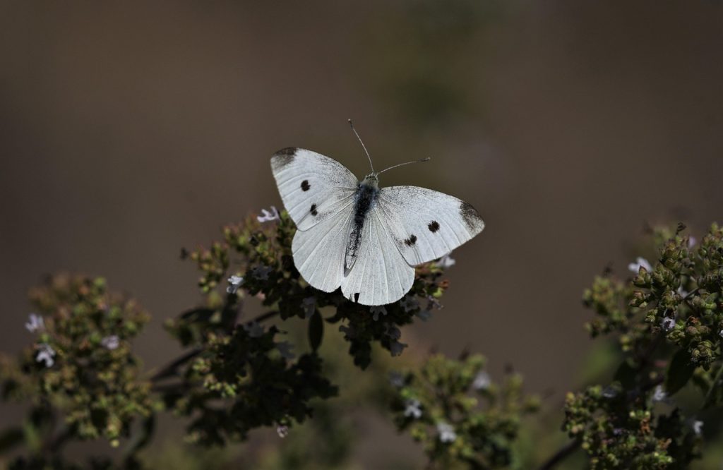 dieta cu supa de varza reteta originala