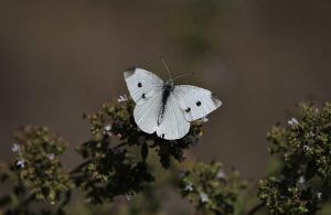 dieta cu supa de varza reteta originala