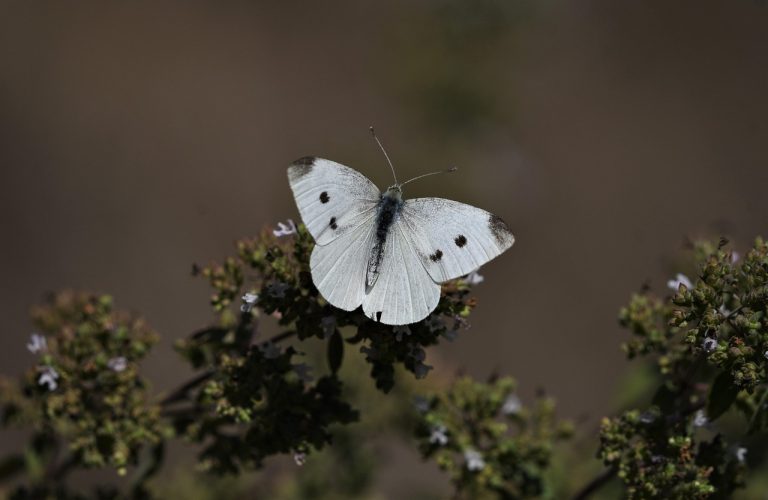 dieta cu supa de varza reteta originala