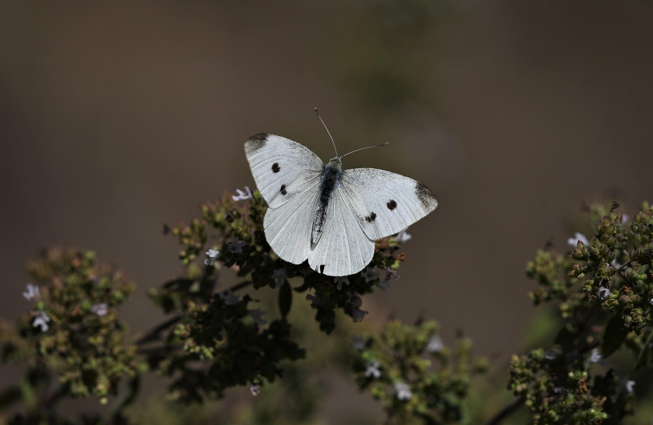dieta cu supa de varza reteta originala