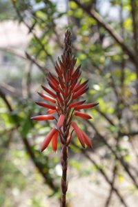 masca de fata cu aloe vera facuta in casa