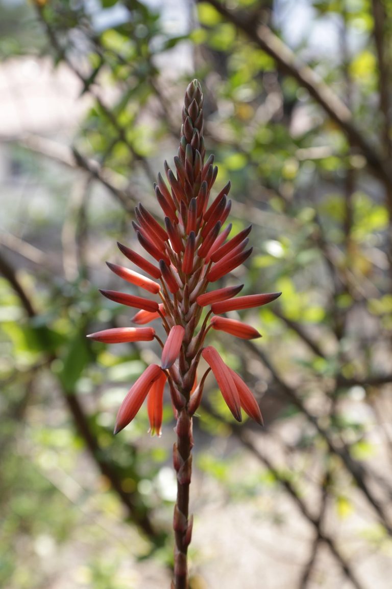 masca de fata cu aloe vera facuta in casa